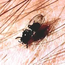 la mosca negra (que bicho de mier****)