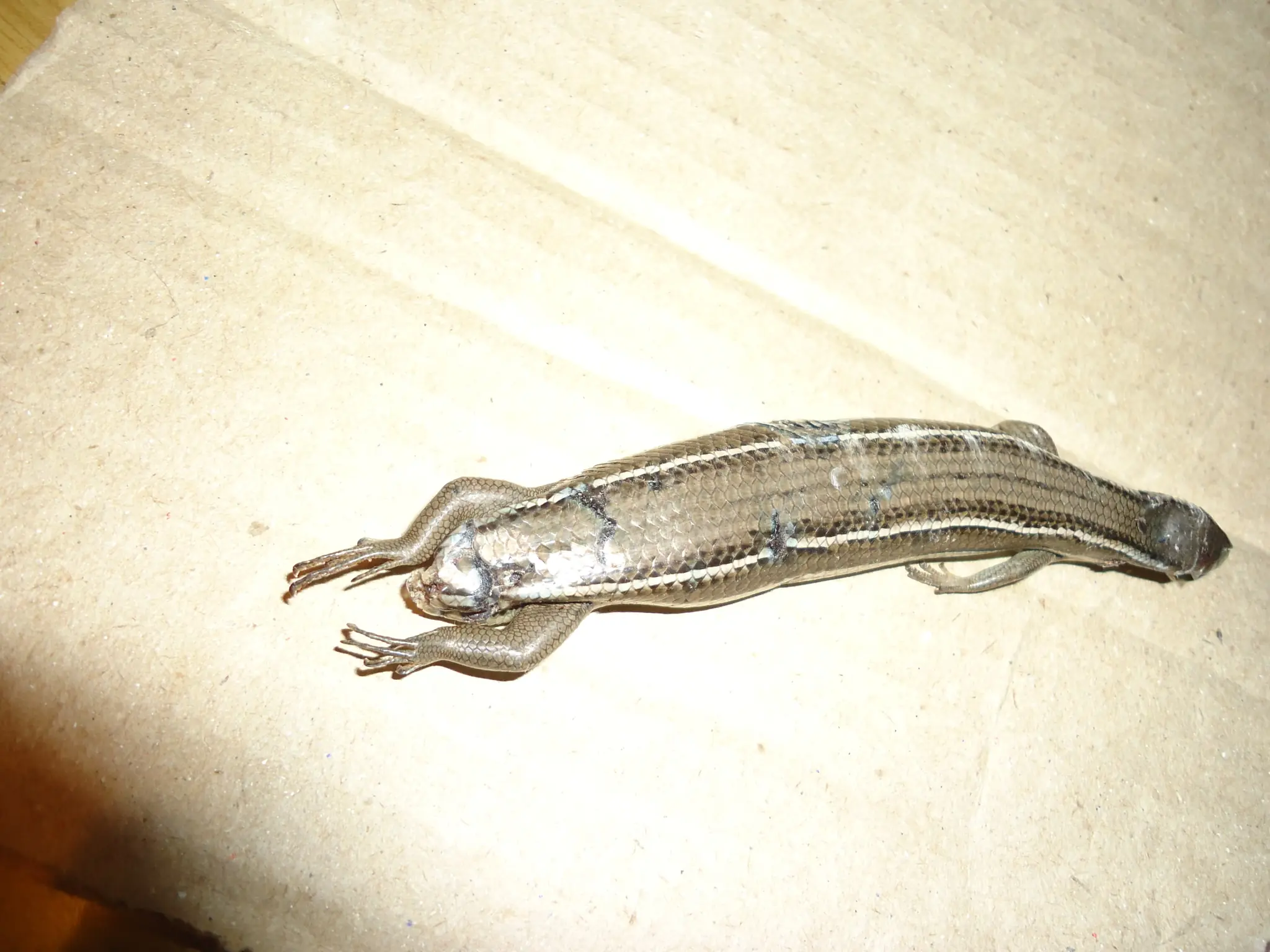 lagartija