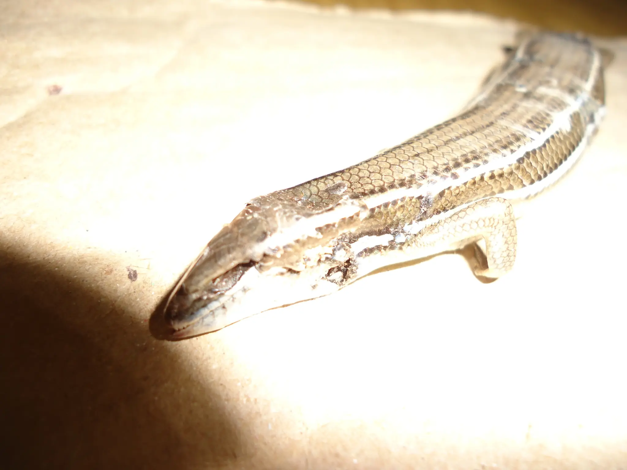 Animal extraño encontrado en mi casa, lagartiga rara