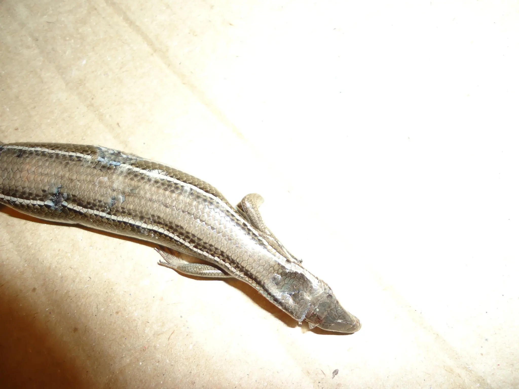 lagartija