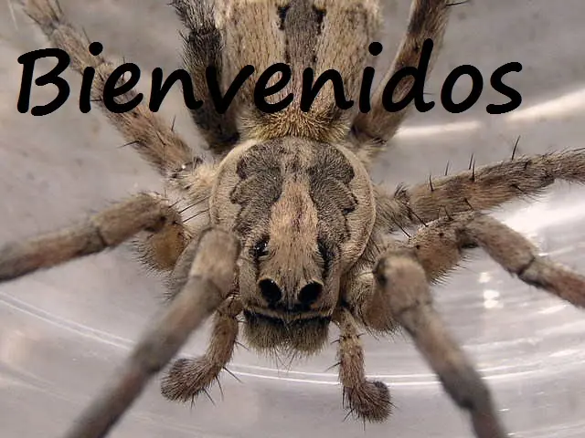 ¿Eres Aracnofobico? Tienes que ver esto!