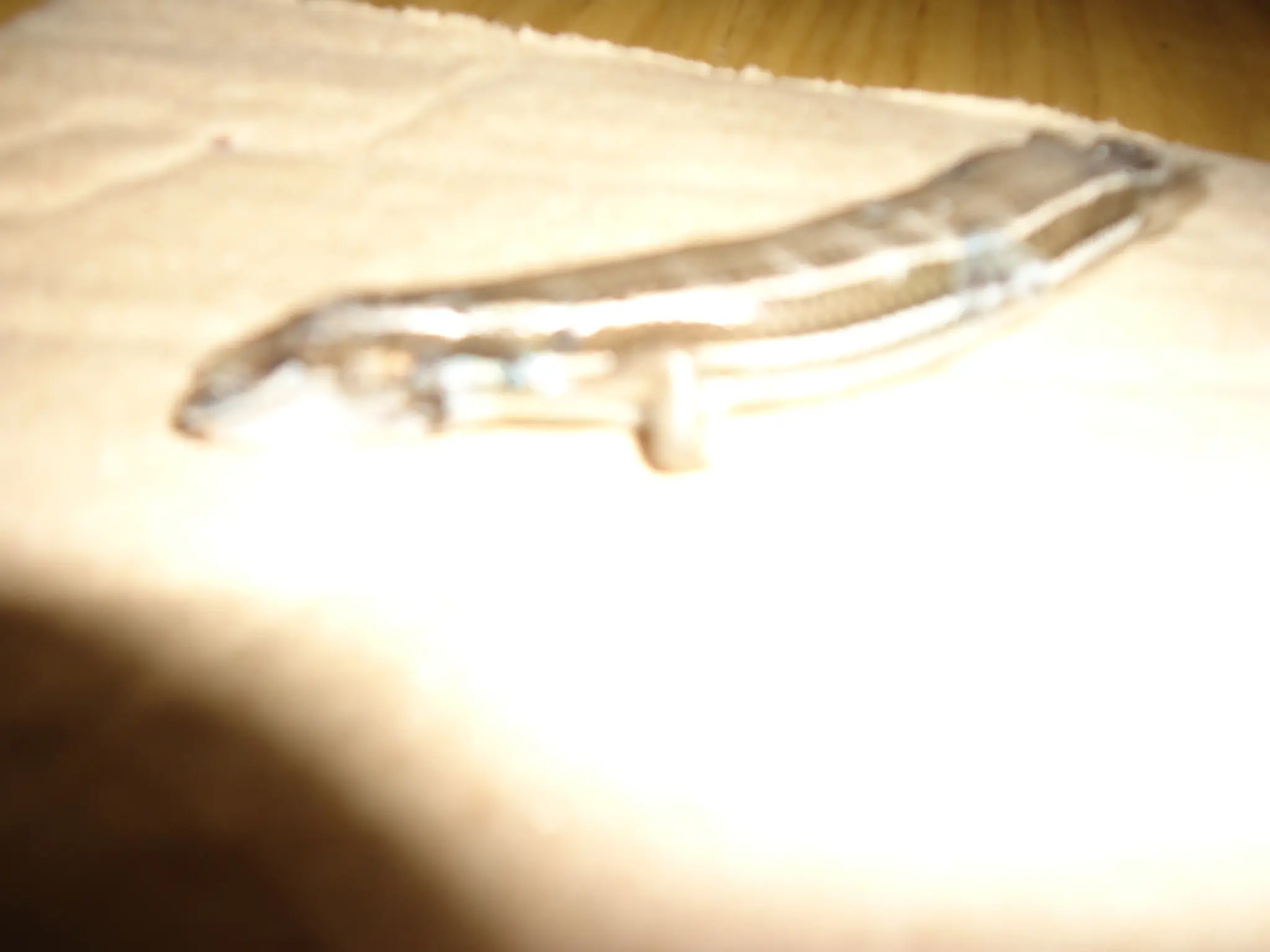 lagarto de jardin