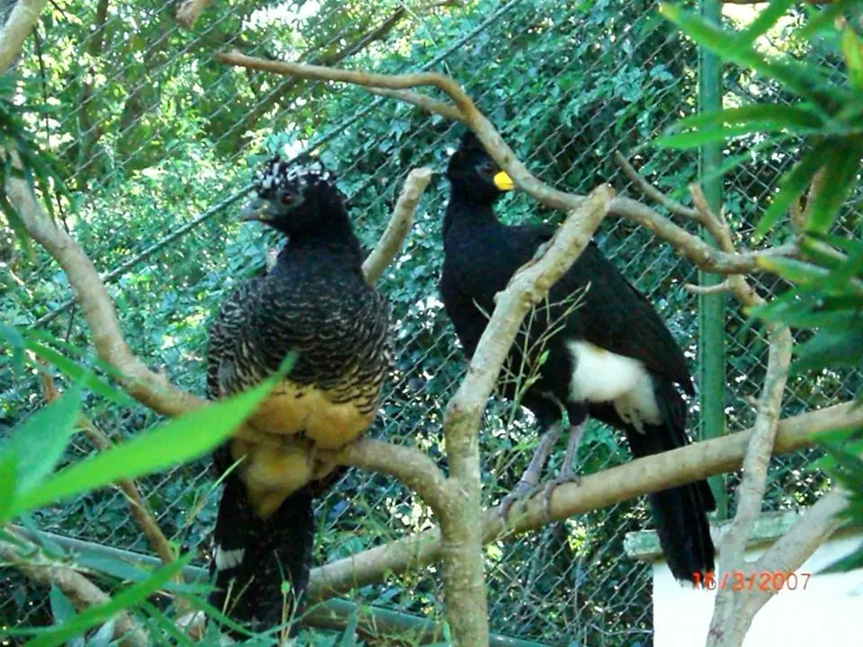 Vida Silvestre