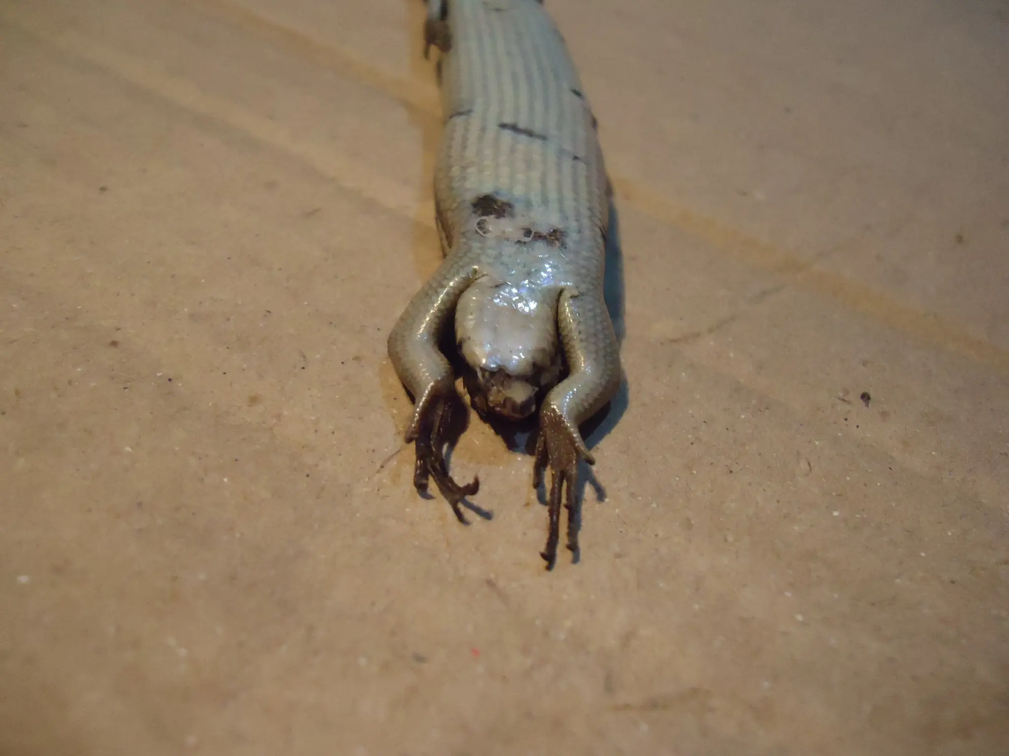 lagarto de jardin