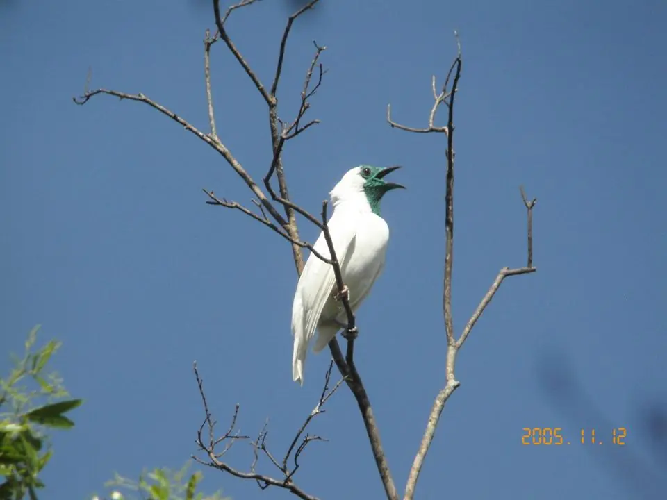 Aves Nativas del Paraguay