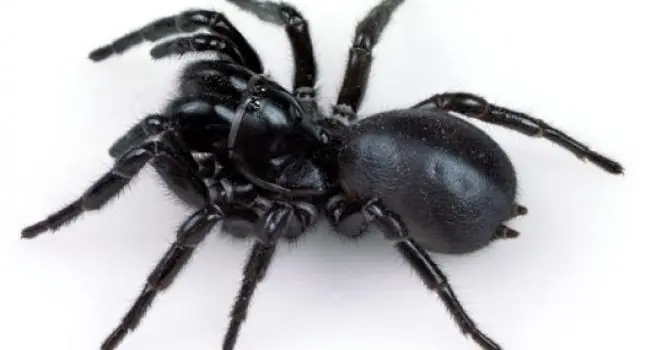 aranas venenosas