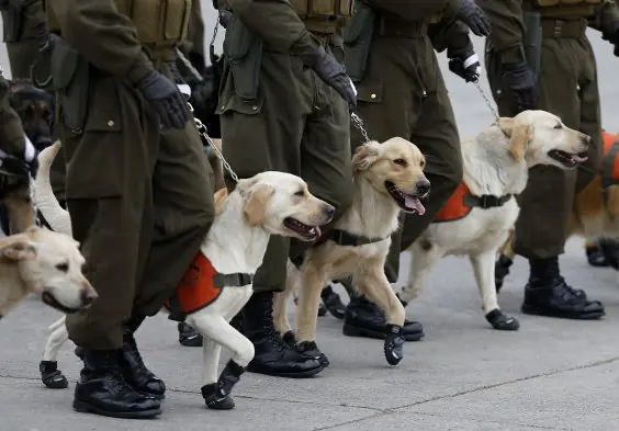 defensa