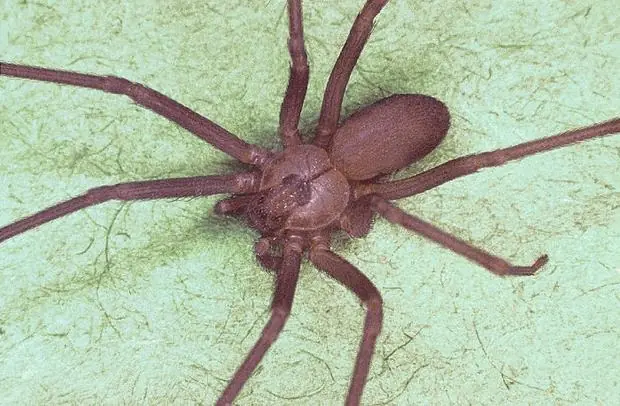 aracnofobia
