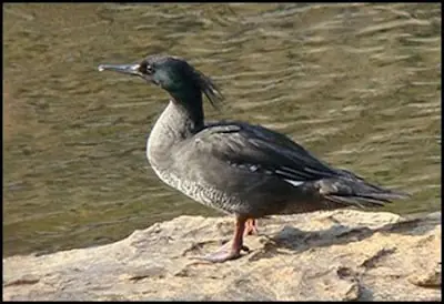 Aves Nativas del Paraguay