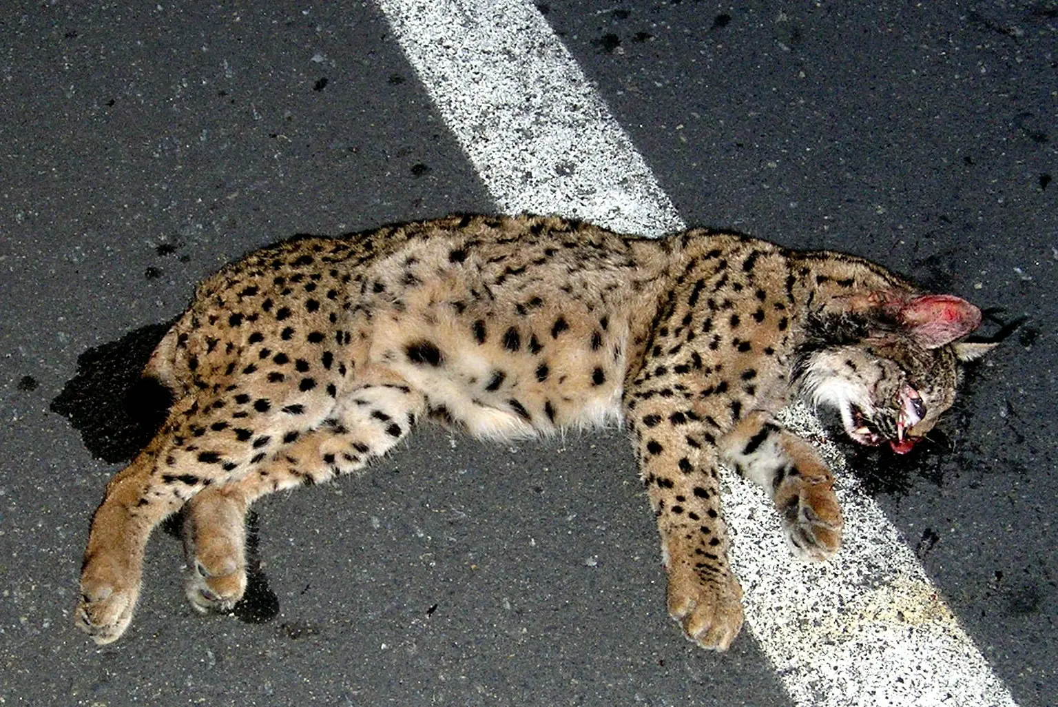 lince