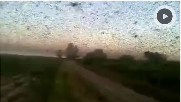 Langostas invaden Santiago del Estero!