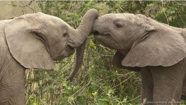 ¿Porque nos besamos los humanos si muchos animales no?
