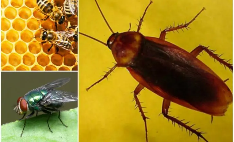 10 Organismos que cambiarían al Mundo si se Extinguieran