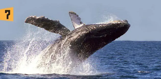 Conoce los 10 animales mas grandes del mundo Conoce los 10 animales mas grandes del mundo