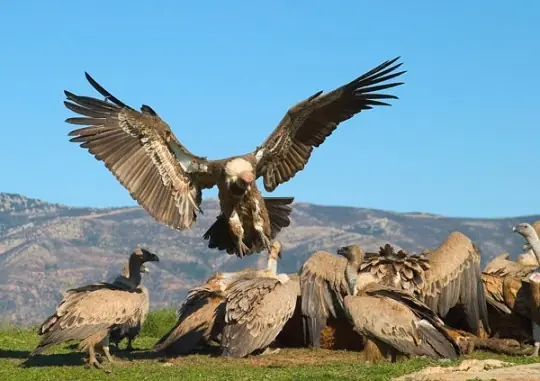 Top 9: Las Aves mas peligrosas del mundo!