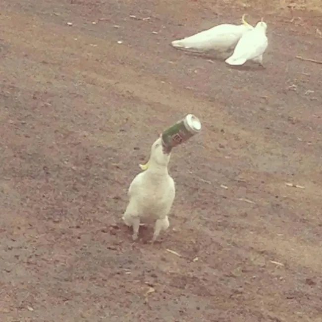 australianos