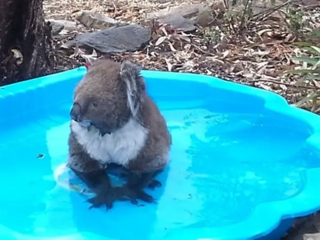 australianos