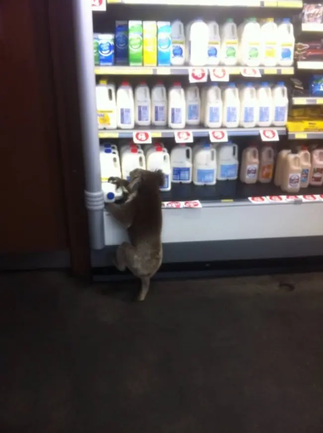 Animales australianos a los que no le importa su estereotipo