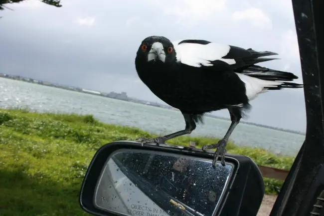 Animales australianos a los que no le importa su estereotipo