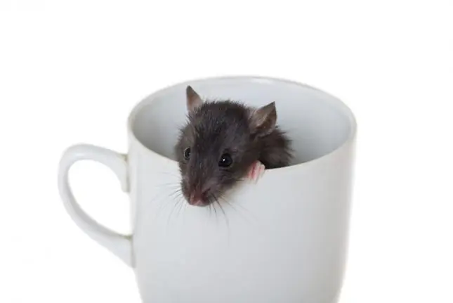 ¿Te gustan las ratas? 9 curiosidades que seguro no conocías