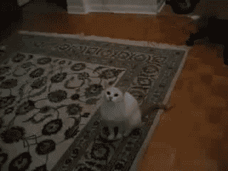 gatos