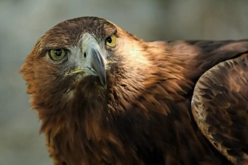 Top 9: Las Aves mas peligrosas del mundo!