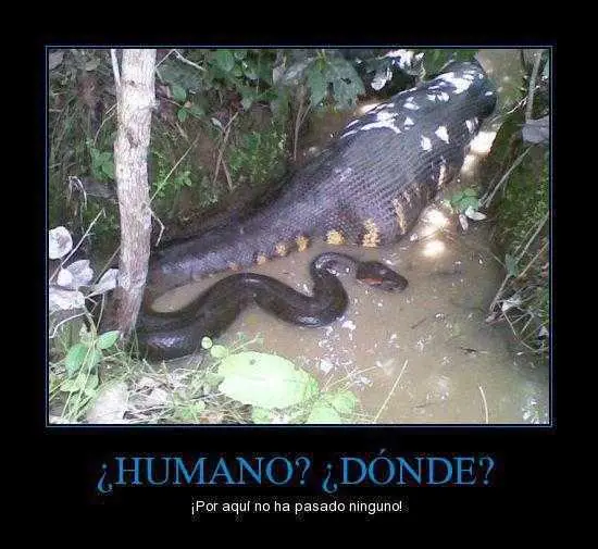 imagenes