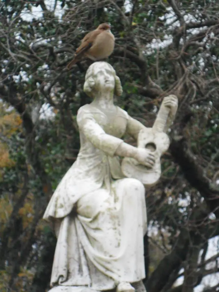 pajaro