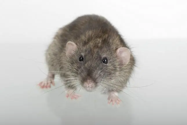 ratas ratas