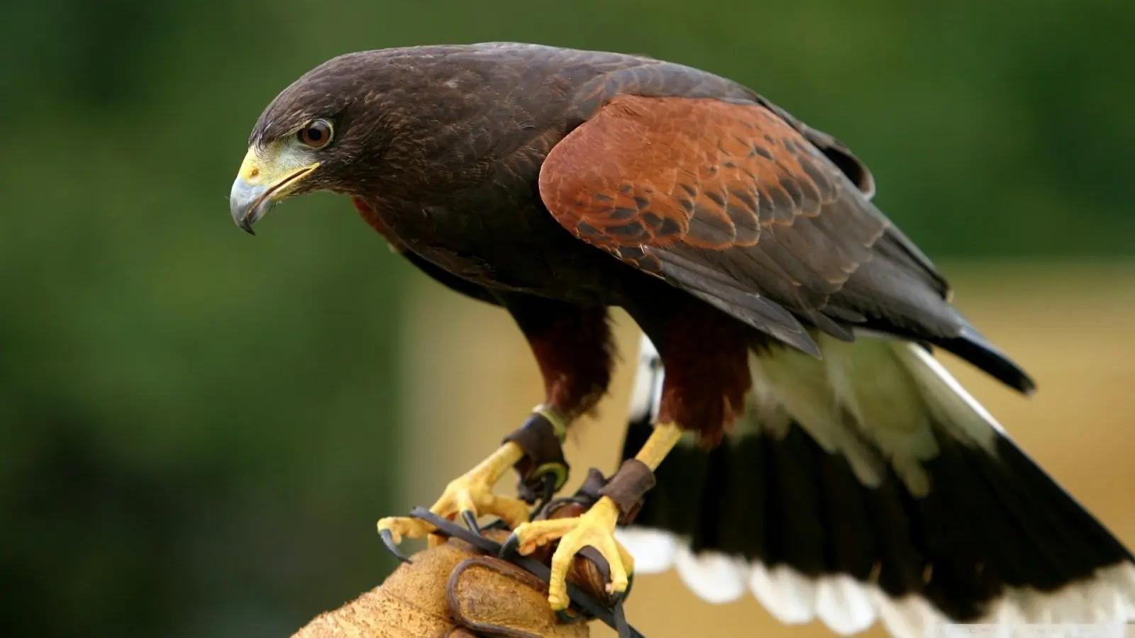 aves