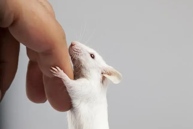 ratas ratas