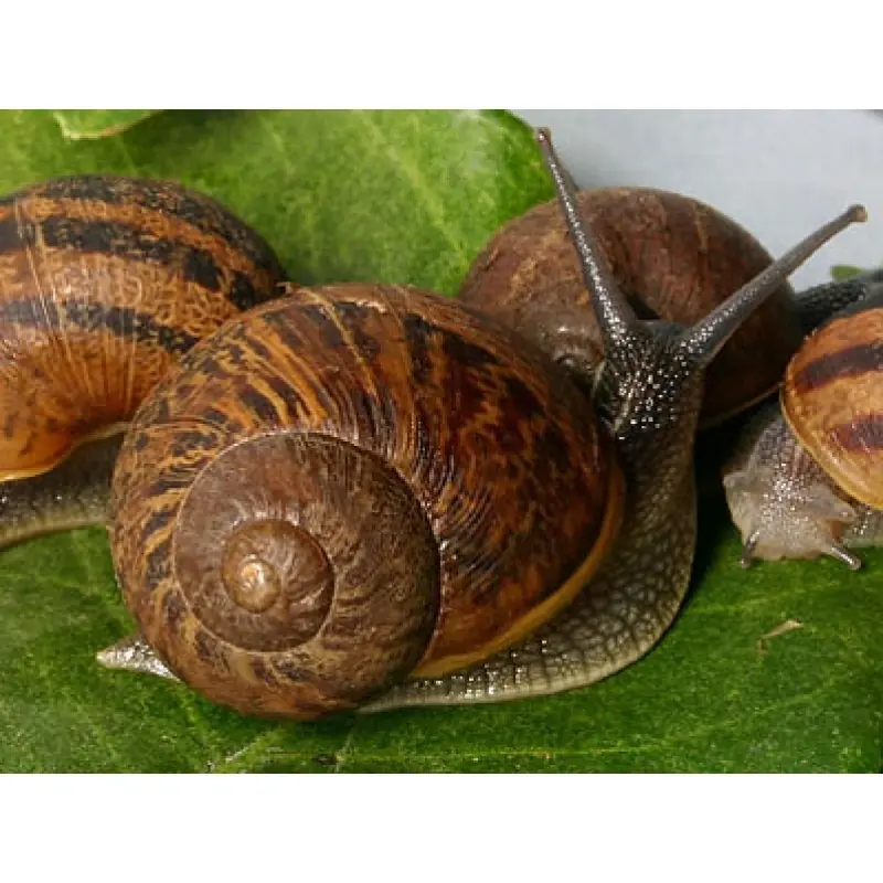 Propiedades de la baba de caracol.