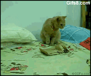 gatos
