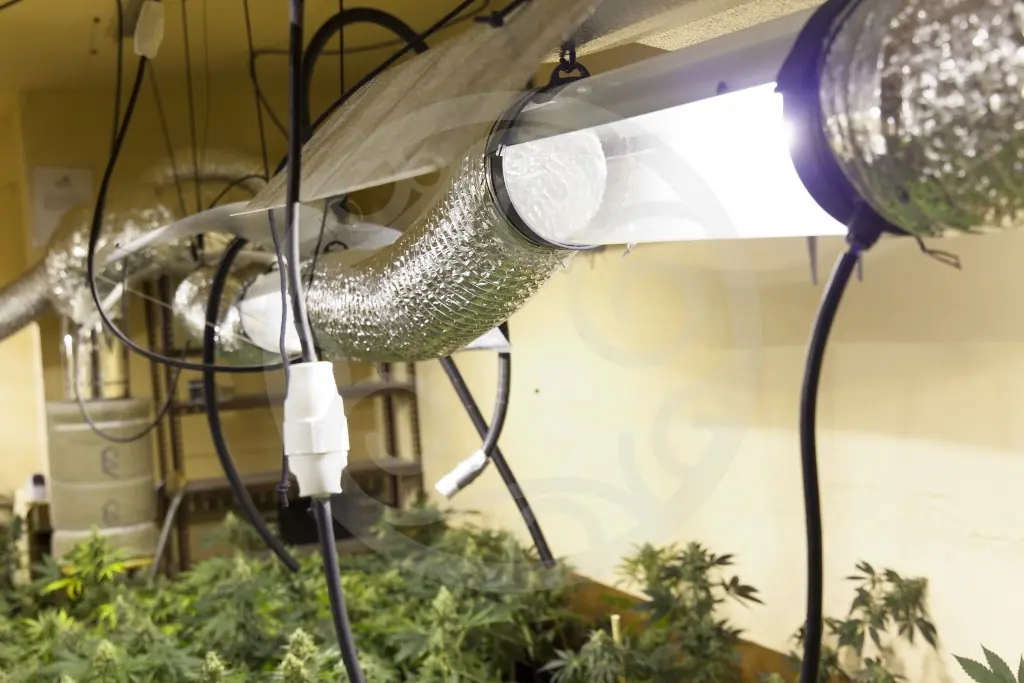 Ventilación correcta en el cultivo de Marihuana