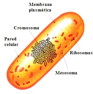 Célula procariota vs eucariota