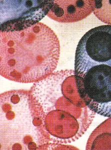 biologia
