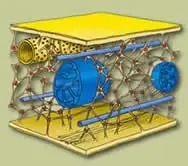 procariota