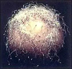 eucariota