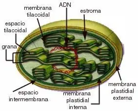 Célula procariota vs eucariota