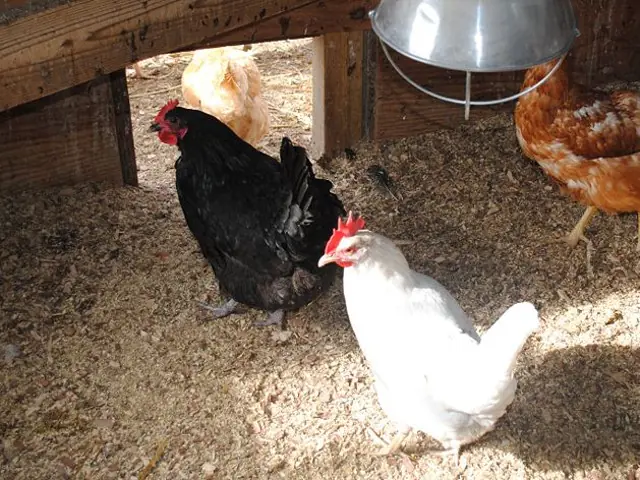 Como evitar que las gallinas hagan esto