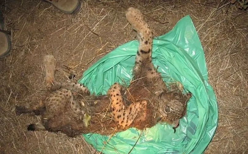 Linces asesinado a tiros y atropellados por negros Gallegos