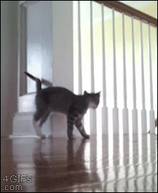 Si los gatos fueran taringueros!