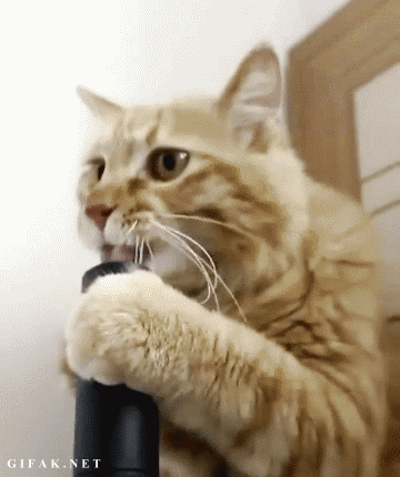 Si los gatos fueran taringueros!