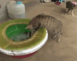gatos