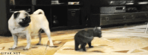 Si los gatos fueran taringueros!
