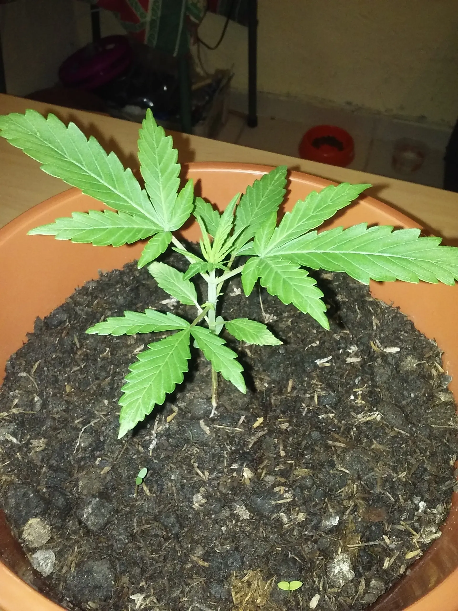cannabis