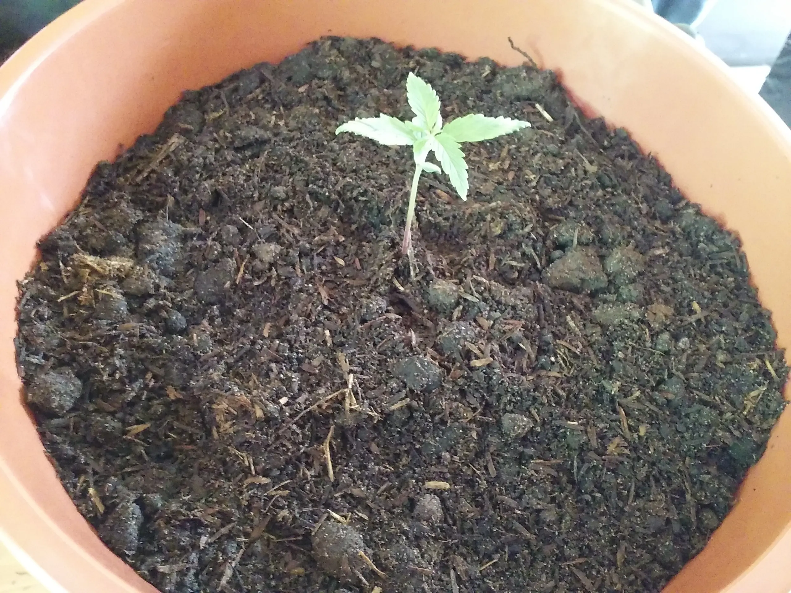 cannabis