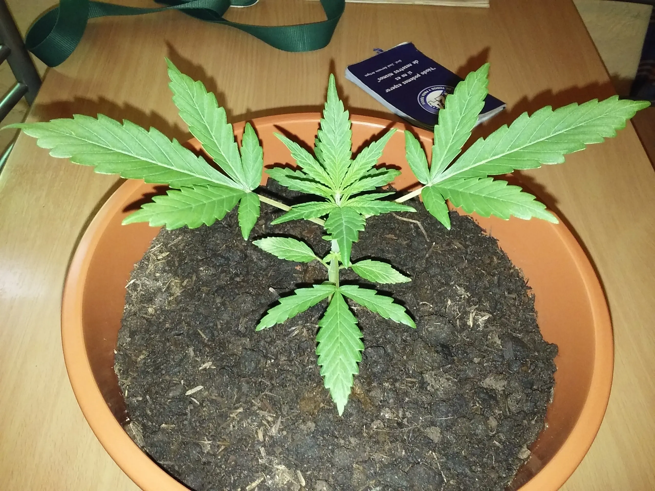 Les presento a Ramona!