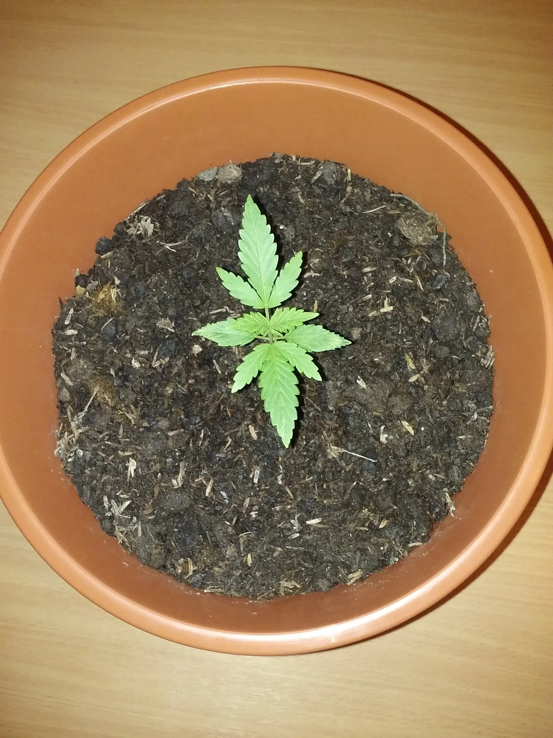 indica significado