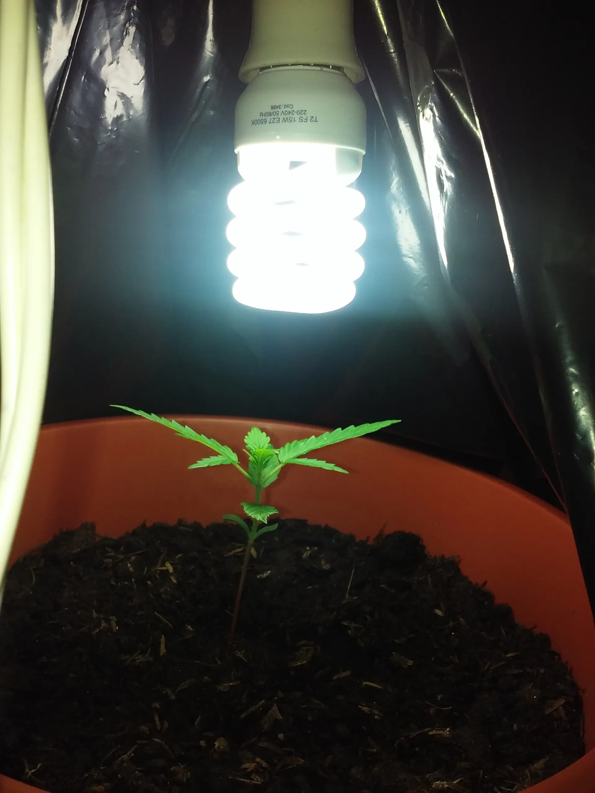 marihuana uruguay